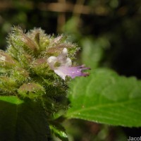 Pogostemon hirsutus Benth.